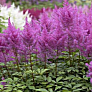 Астильба Арендса Аметист  (Amethyst) 