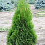 Туя западная (Thuja occidentalis)