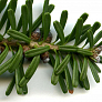 Пихта корейская (Abies koreana)