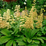 Роджерсия перистая Пинната (pinnata)