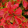 Барбарис Тунберга Корал (Coral)