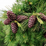Сосна кедровая Компакта Глаука (Compacta Glauca)