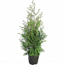 Туя западная (Thuja occidentalis)