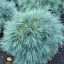Сосна Веймутова Блю Шег (Blue Shag)