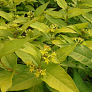 Диервилла ручейная Ханиби (Honeybee)