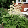 Роджерсия конскокаштанолистная (aesculifolia) 