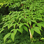 Клен маньчжурский (Acer mandshuricum)