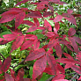 Клен маньчжурский (Acer mandshuricum)
