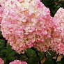 Гортензия метельчатая Мэджикал Свит Саммер (Magical Sweet Summer)