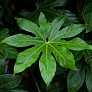 Фатсия японская (Fatsia japonica)