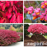 Бересклет крылатый  (Euonymus alatus)