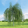 Береза плакучая  (Betula pendula )  St100 250-300 14/16 БАЭ20