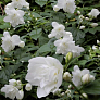 Чубушник Дам Бланш (Dame Blanche)