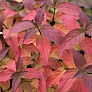 Диервилла Кодиак Ред (Kodiak Red) 