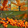 Облепиха Алтайская (Hippophae altaica)