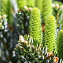 Пихта корейская (Abies koreana)