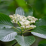 Дерен спорный (Cornus controversa)																													