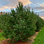 Сосна обыкновенная (Pinus sylvestris)