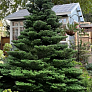 Пихта корейская (Abies koreana) 
