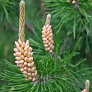 Сосна обыкновенная (Pinus sylvestris)
