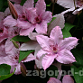 Клематис гибридный Хэгли Гибрид (Hagley Hybrid) 