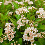 Пузыреплодник калинолистный Литтл Грини (Little Greeny)