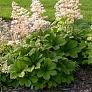 Роджерсия конскокаштанолистная (aesculifolia) 