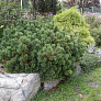 Сосна горная (Pinus mugo)