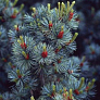 Сосна мелкоцветковая Глаука (Glauca) 
