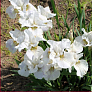 Ирис сибирский Нот Куайт Вайт (Note Quite White) 