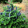Пихта корейская (Abies koreana)