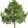 Сосна обыкновенная (Pinus sylvestris) контейнер 3 л ГХН23
