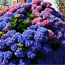 Гортензия крупнолистная Букет Роуз (Bouquet Rose) 