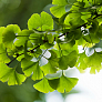 Гинкго Билоба (Ginkgo biloba)