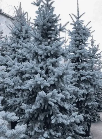 Ель колючая Блю Маунтин (Blue Mountain) 250 см ГТП19