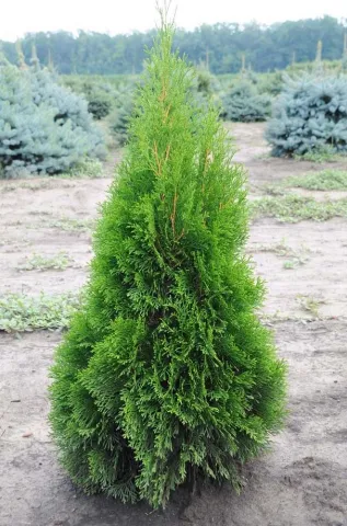Туя западная (Thuja occidentalis)
