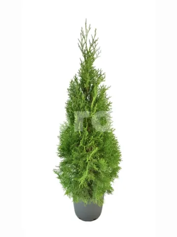 Туя западная Брабант