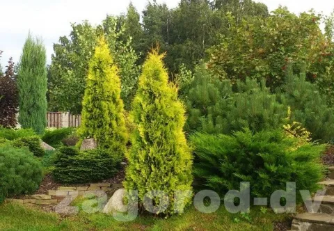 Туя западная Пирамидалис Ауреа (Pyramidalis Aurea) 
