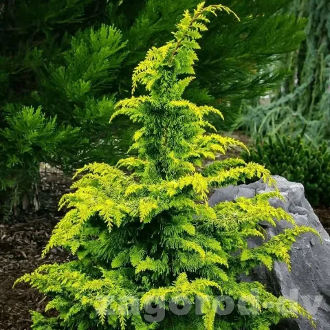 Кипарисовик туполистный Фернспрей Голд (Fernspray Gold) 																														