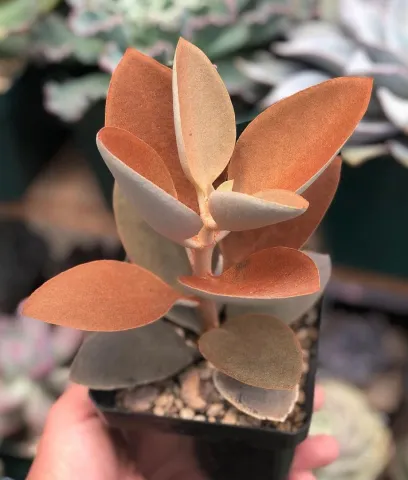 Каланхоеэ Оргиялис (Kalanchoe Оrgyalis)