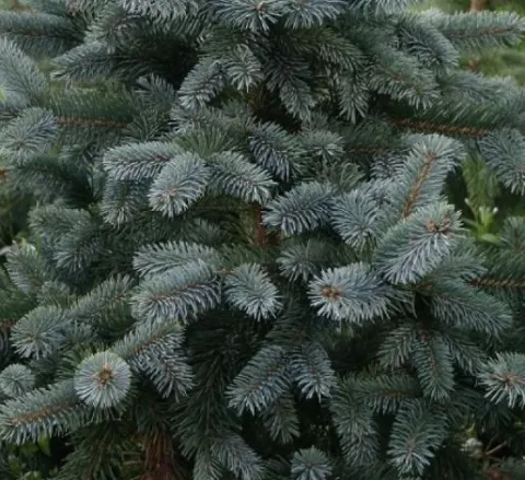 Ель колючая Ольденбург (Oldenburg) Co.20l,