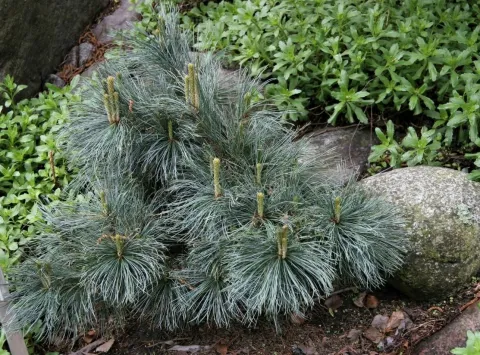 Сосна кедровая Глаука (Glauca) 