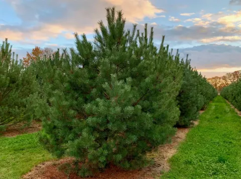 Сосна обыкновенная (Pinus sylvestris)