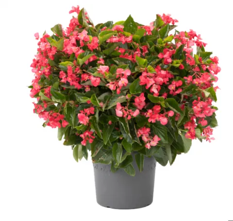 Бегония Викинг Розэ Грин (Viking Rose Green)
