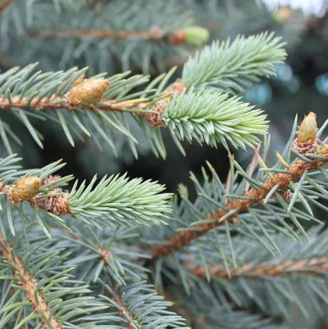 Ель колючая Глаука (Glauca) 