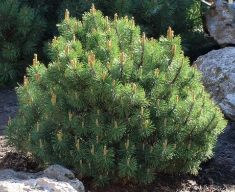 Сосна горная (Pinus mugo)