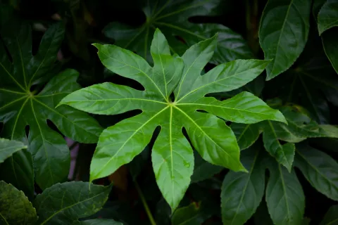Фатсия японская (Fatsia japonica)