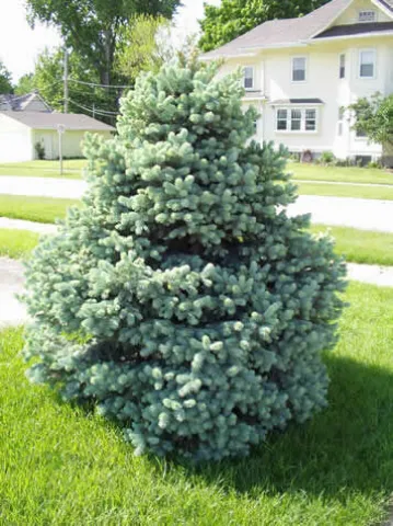 Ель колючая (Picea pungens)