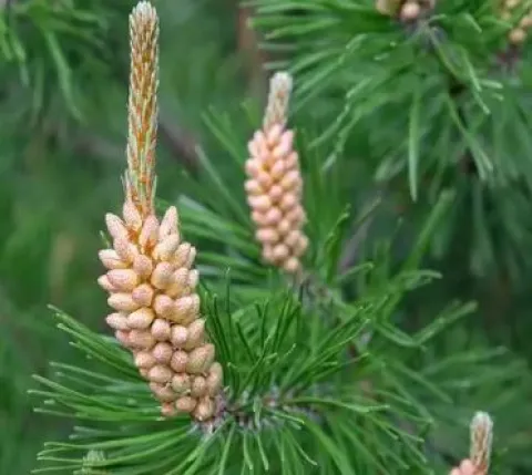 Сосна обыкновенная (Pinus sylvestris)