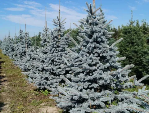 Ель колючая Хупси (Hoopsii) RB, 225-250 см РЕП21